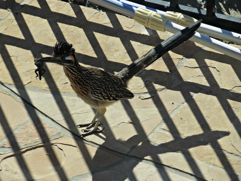 Wordless Wednesday The Roadrunner Came for Breakfast